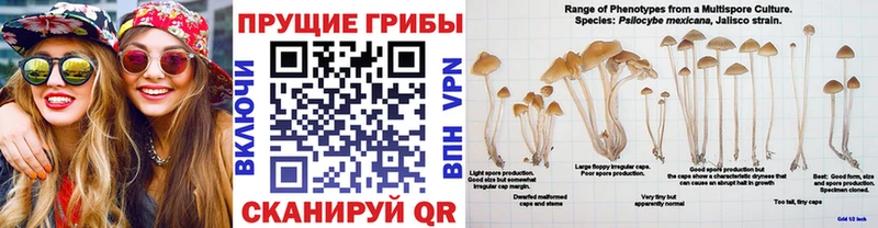 Псилоцибиновые грибы прущие грибы  Шиханы 